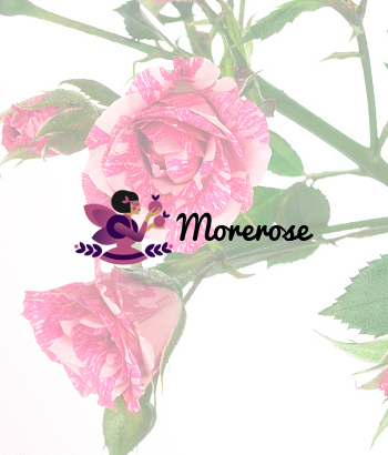 Интернет-магазин цветов Morerose